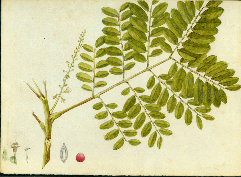 Adenanthera pavonina